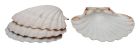 Harold Imports Natural 4" Baking Shells Set of 4