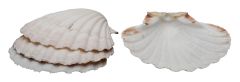 Harold Imports Natural 4" Baking Shells Set of 4